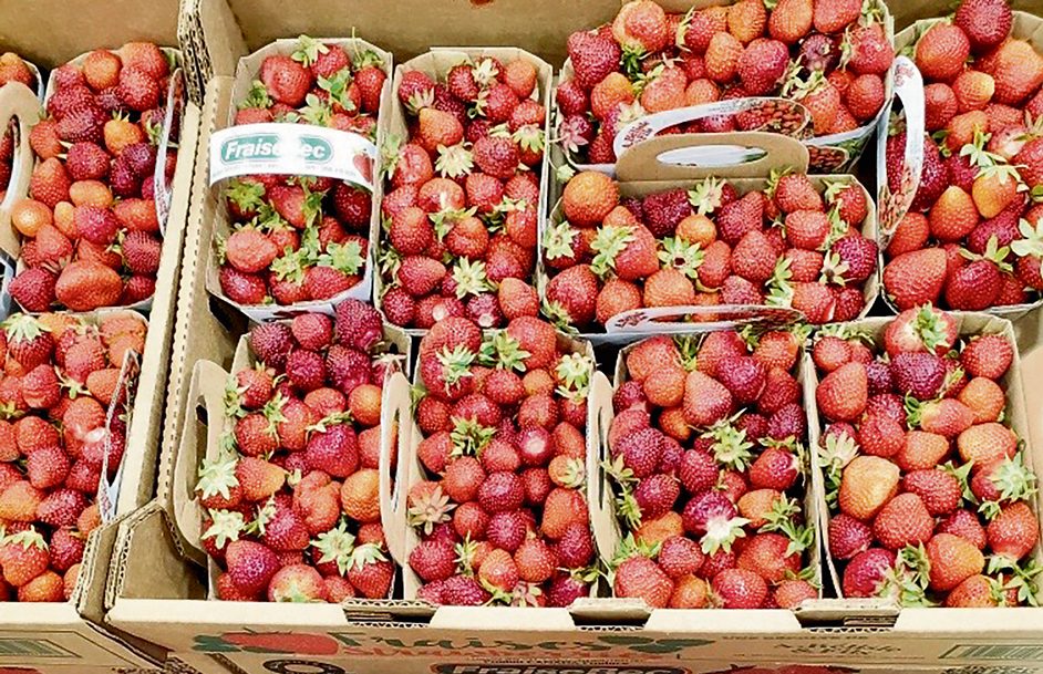 La sécheresse compromet les récoltes de fraises