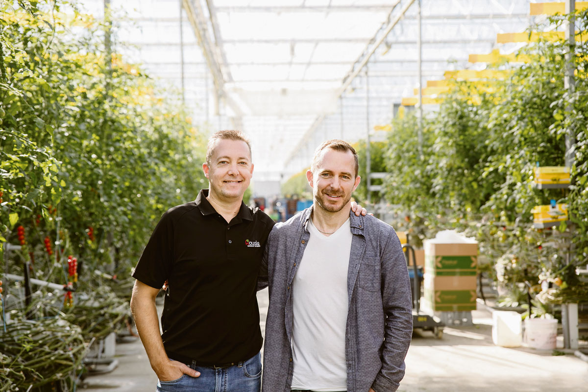 Les Serres Royales innovent : Des tomates pour toute l’année